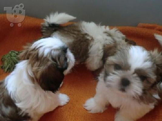 PoulaTo: Γλυκά κουτάβια Shih Tzu για υιοθεσία
